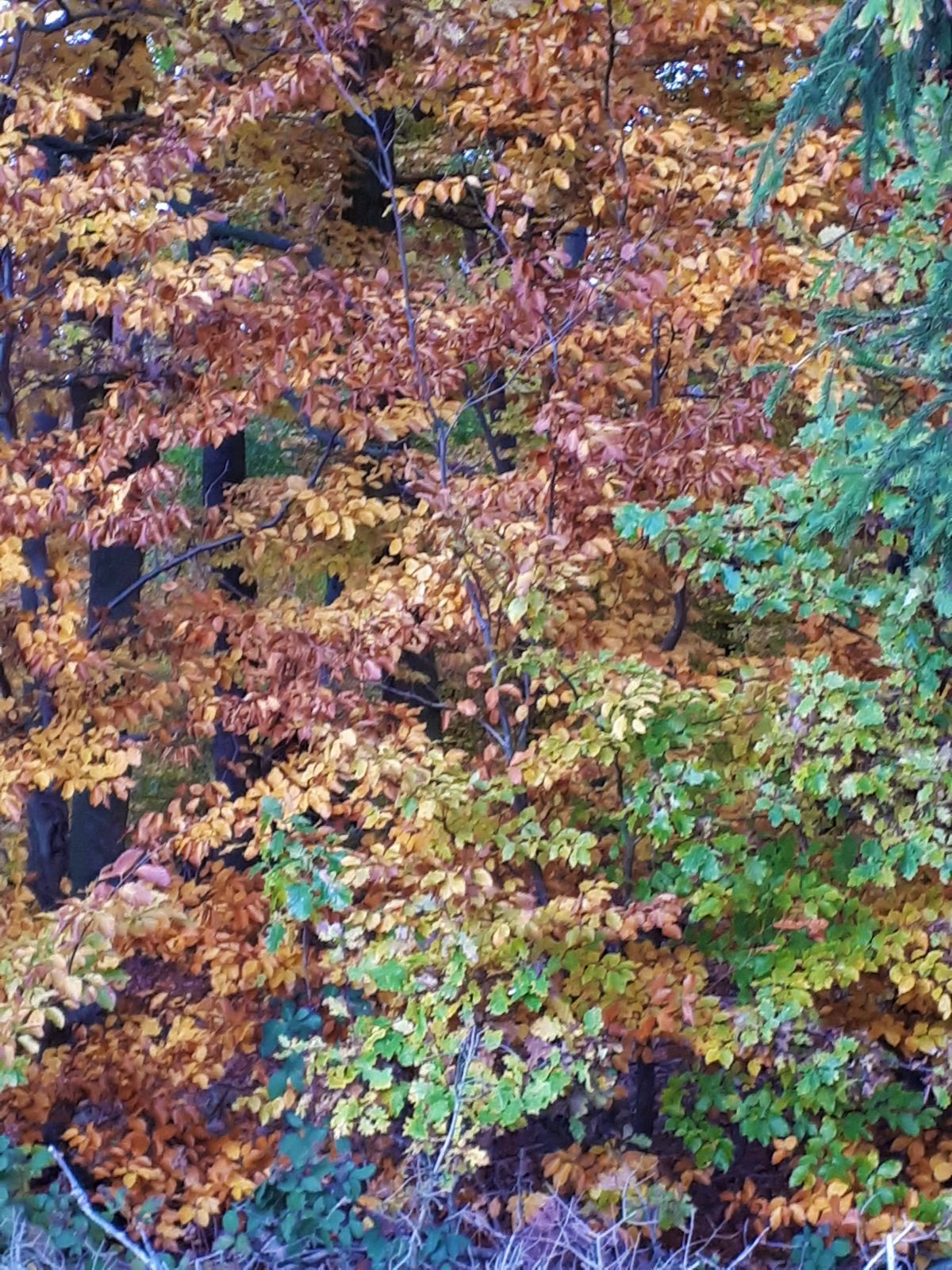Wald - Herbst 20191113_160012 (2)
